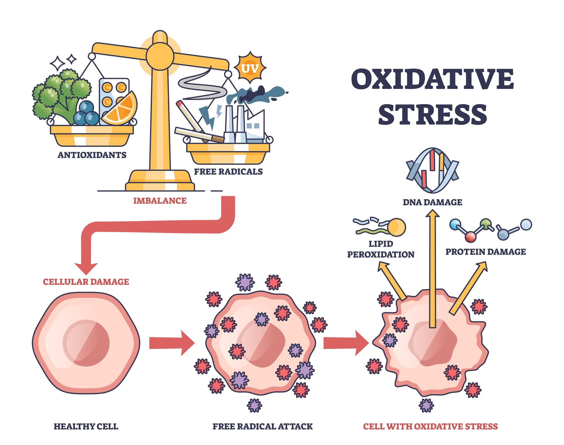Antioksidativni procesi – edukativni vizual