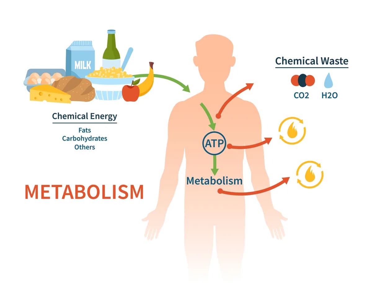 Metabolizam i mršavljenje – LIPO Tretman i zdrava regulacija telesne težine