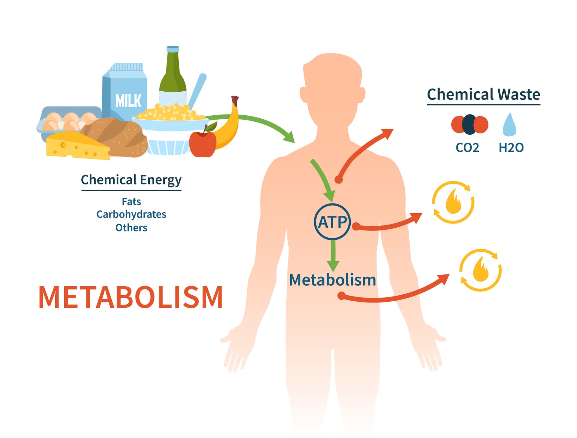 Metabolizam i regulacija tjelesne mase – edukativni prikaz
